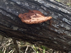 Trametes coccinea