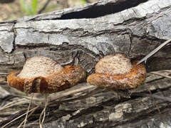 Trametes coccinea