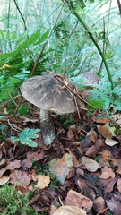 Leccinum variicolor
