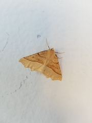 Tetracis jubararia