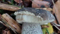 Leccinum variicolor