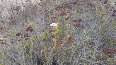 Eriogonum fasciculatum fasciculatum