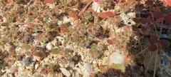 Euphorbia setiloba