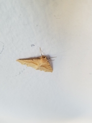 Tetracis jubararia