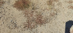 Euphorbia setiloba