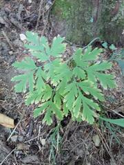 Dicentra formosa
