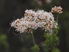 Eriogonum fasciculatum fasciculatum