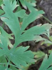 Dicentra formosa