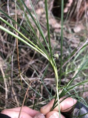 Lomandra pauciflora