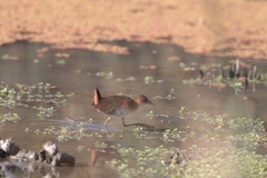 Laterallus melanophaius