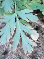 Dicentra formosa