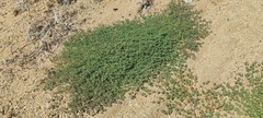 Euphorbia setiloba