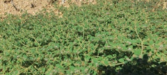 Euphorbia setiloba
