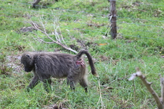 Papio ursinus ursinus