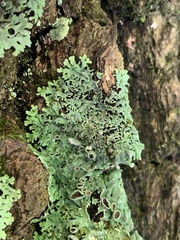 Heterodermia hypoleuca