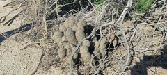 Mammillaria dioica dioica