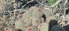 Mammillaria dioica dioica