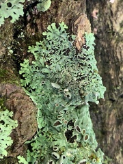 Heterodermia hypoleuca