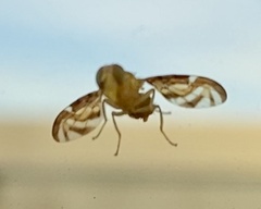 Trypetinae