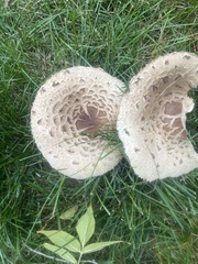 Chlorophyllum rhacodes