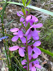 Tetratheca pilosa