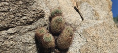 Mammillaria dioica dioica
