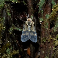 Bothriocera