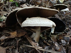 Agaricus augustus