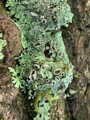 Heterodermia hypoleuca