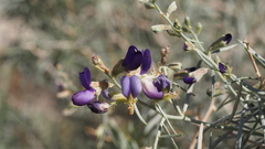 Psorothamnus schottii