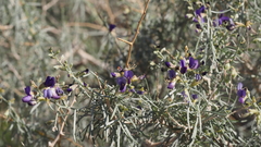 Psorothamnus schottii