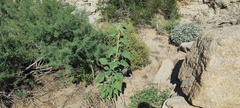 Horsfordia newberryi