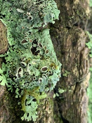 Heterodermia hypoleuca