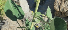 Horsfordia newberryi