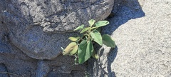 Horsfordia newberryi