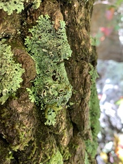 Heterodermia hypoleuca