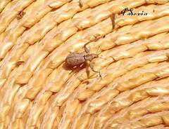 Pandeleteius defectus