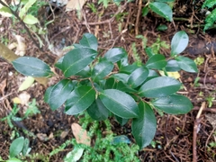 Rhamnus alaternus