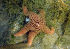 Pisaster brevispinus