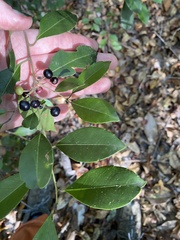 Ilex coriacea