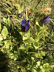 Gentiana plurisetosa