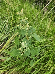 Allowissadula lozanoi