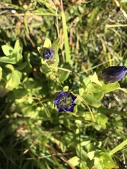 Gentiana plurisetosa