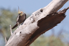 Nymphicus hollandicus