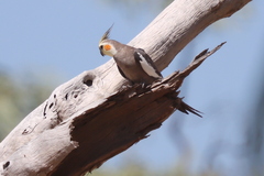 Nymphicus hollandicus