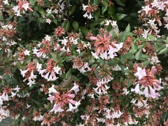 Abelia
