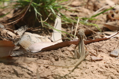Agamidae