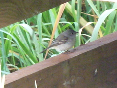 Serpophaga nigricans