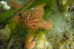 Pisaster brevispinus