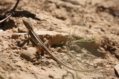 Agamidae